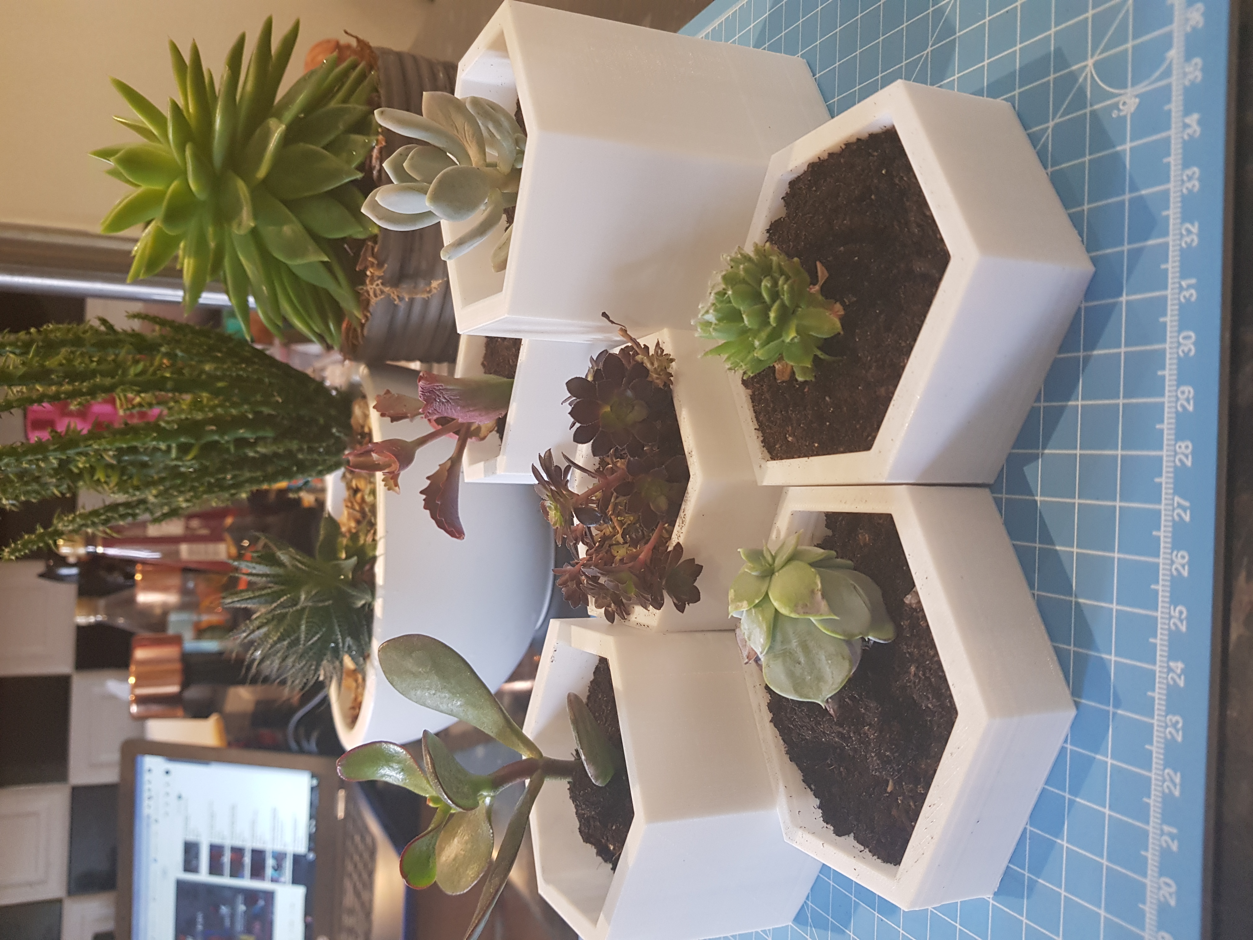 Succulent planter 1000's of variations